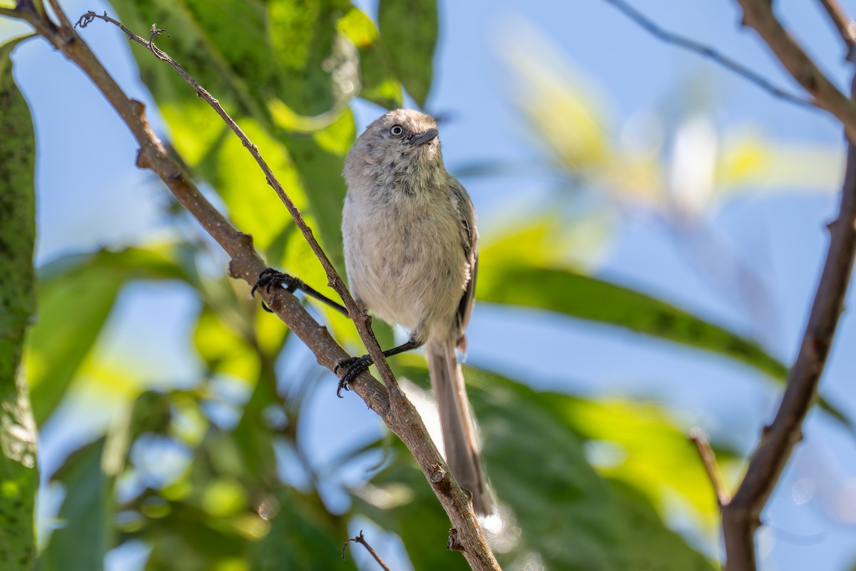 Bushtit - Xiang Gao