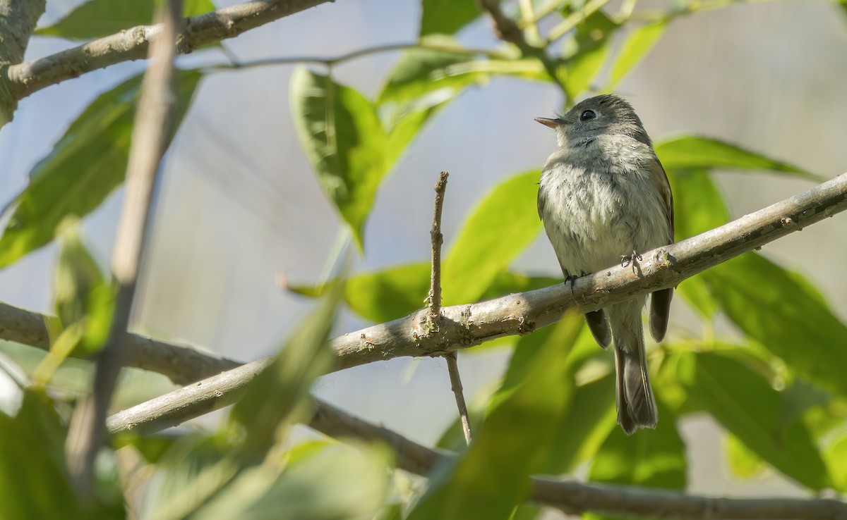 Hammond's Flycatcher - ML619557514