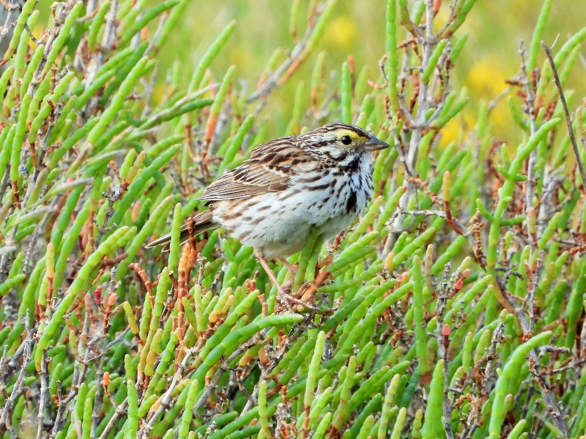 Savannah Sparrow - Carol Ann Krug Graves