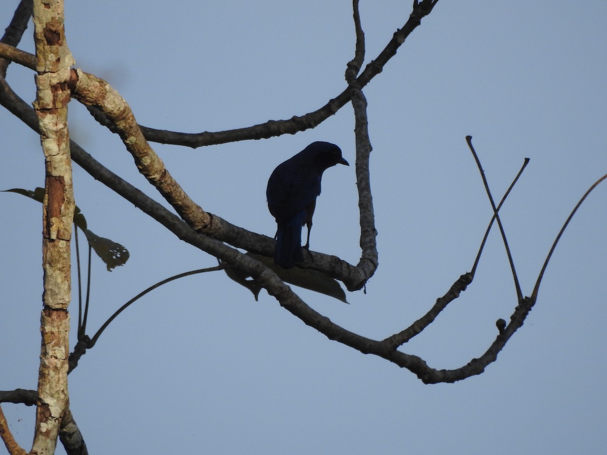 Chestnut-bellied Rock-Thrush - Selvaganesh K