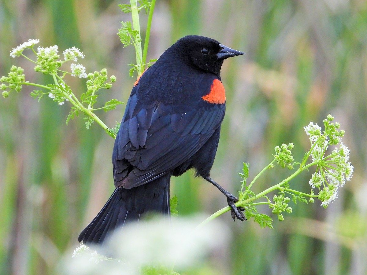 Red-winged Blackbird - Carol Ann Krug Graves