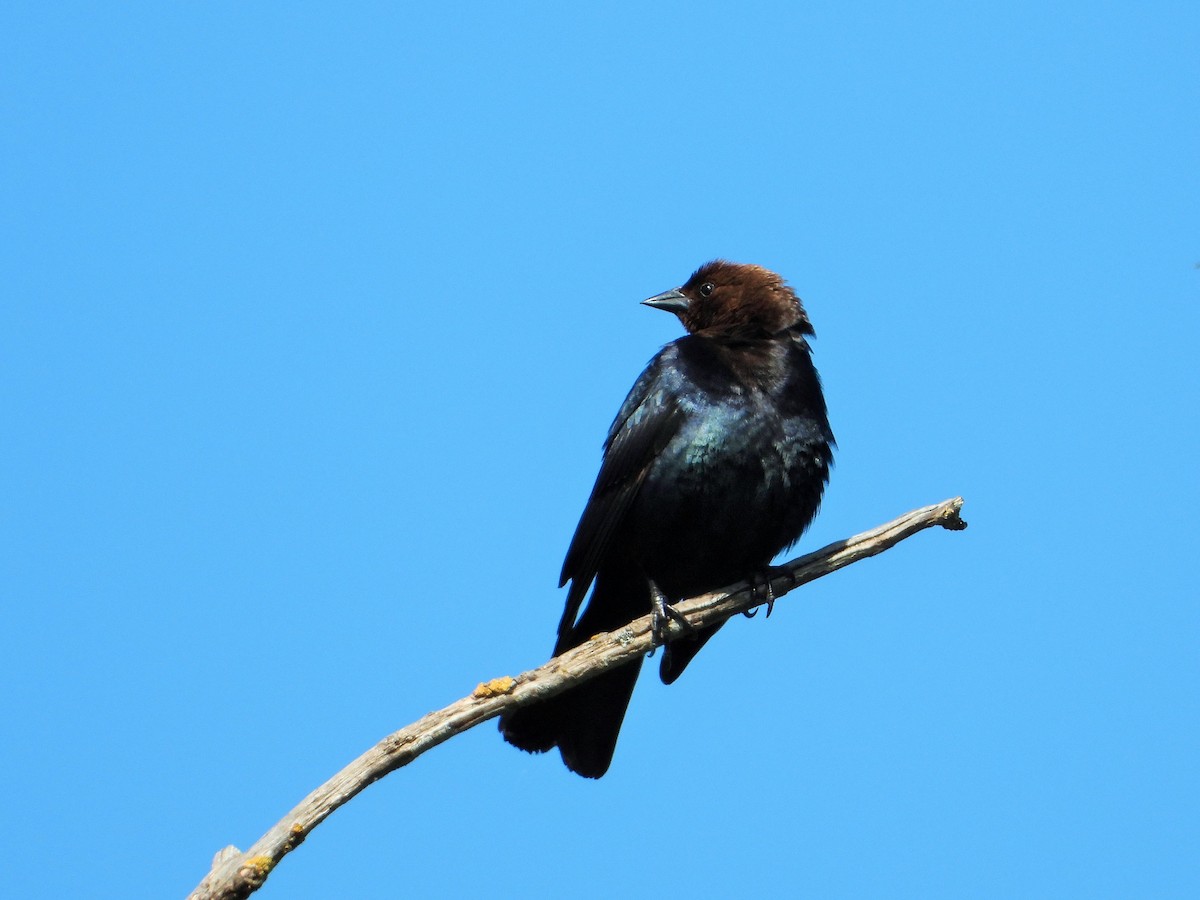 Brown-headed Cowbird - Carol Ann Krug Graves