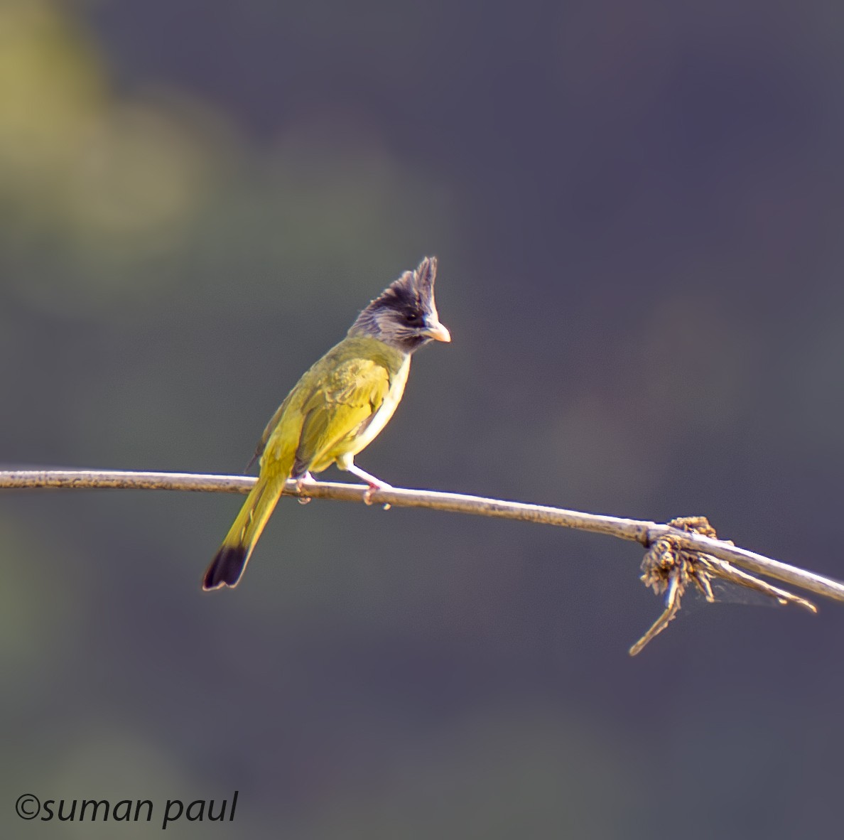 Crested Finchbill - Suman Paul
