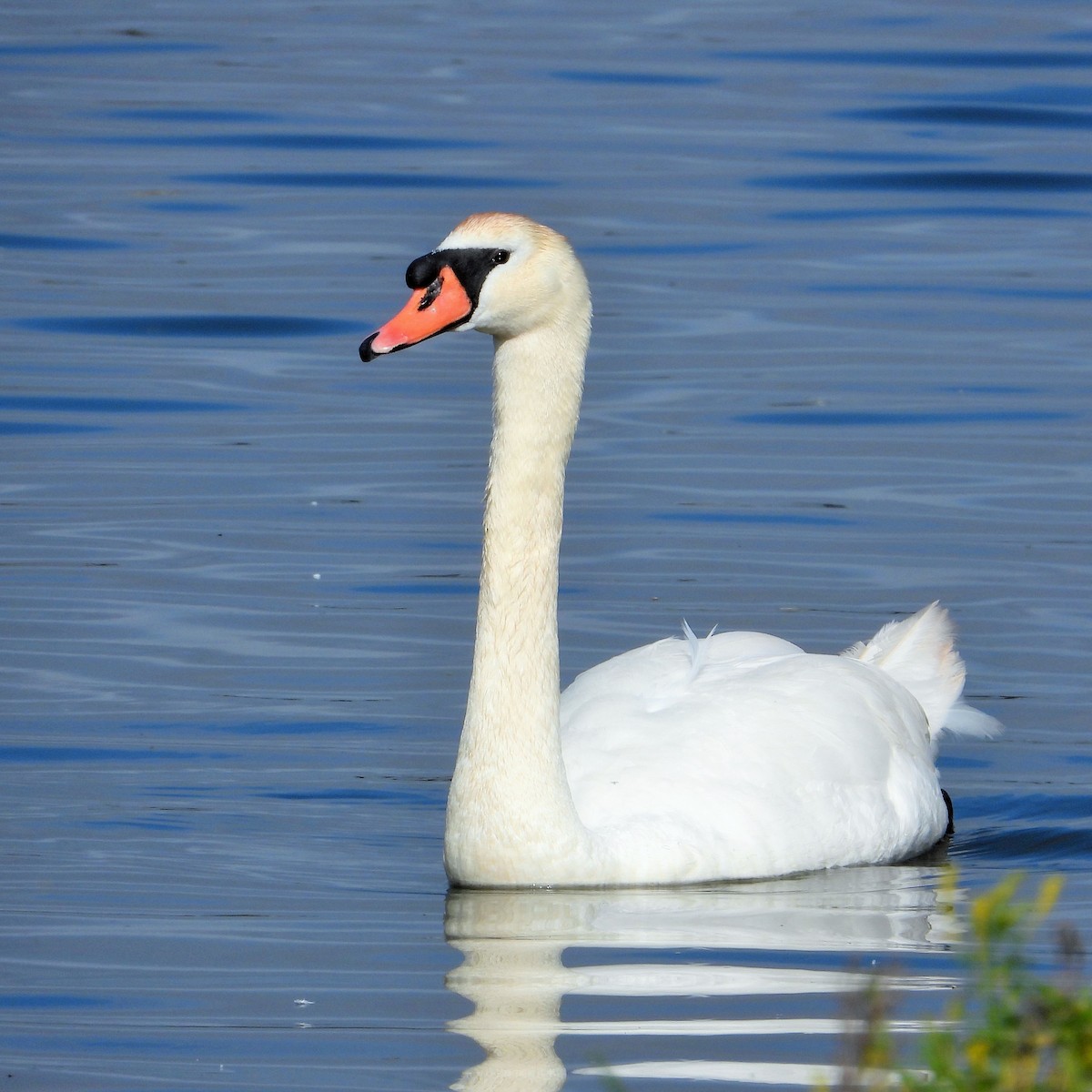 Mute Swan - Carol Ann Krug Graves