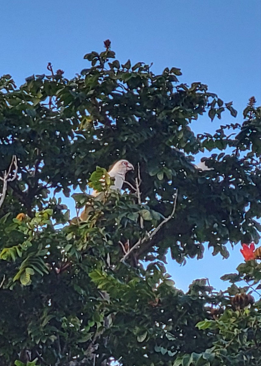 Long-billed Corella - Jonathan Townsend