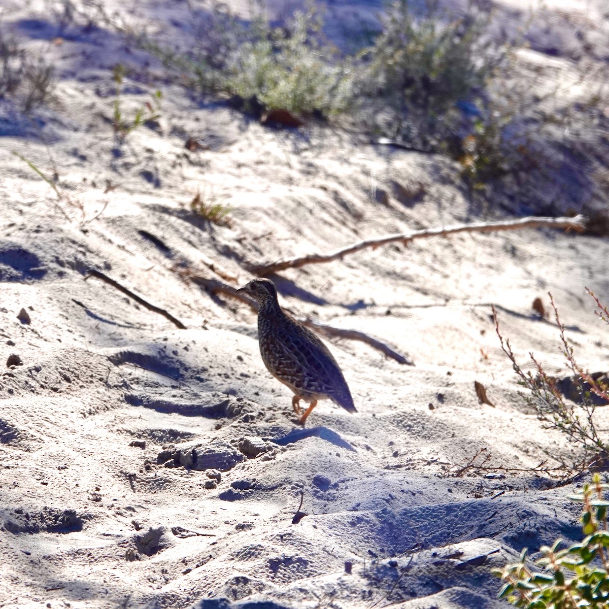 Painted Buttonquail - ML619557529