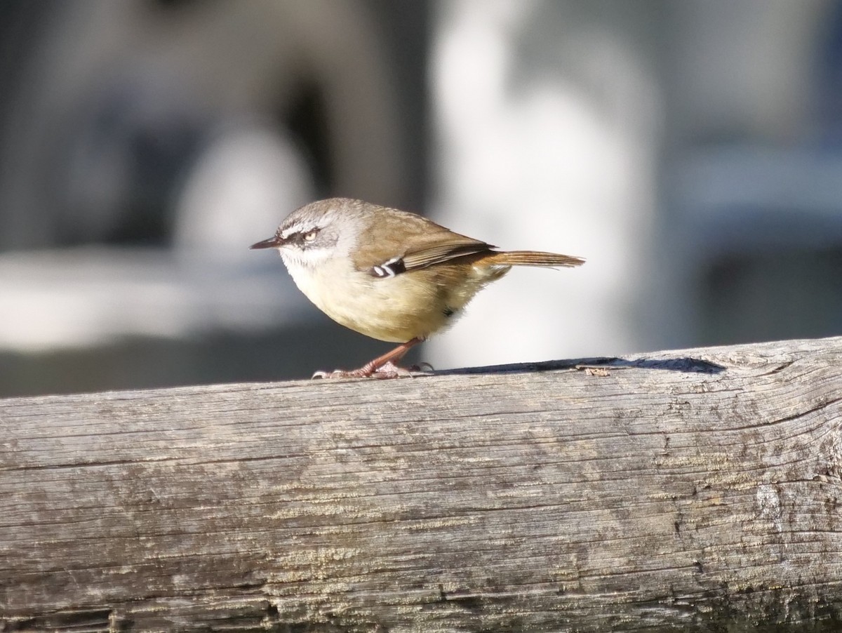 White-browed Scrubwren - Ian Gibson