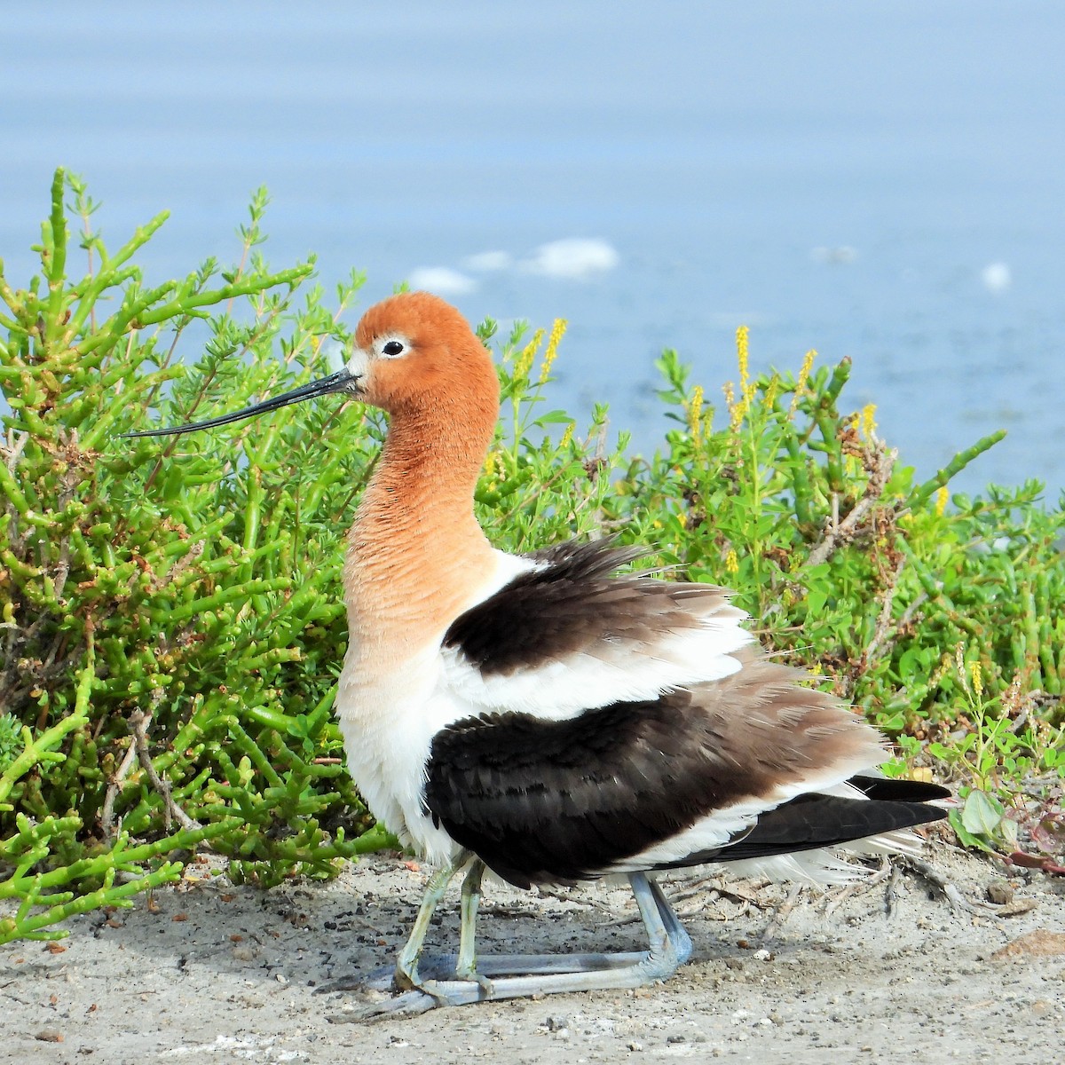 Avoceta Americana - ML619557533