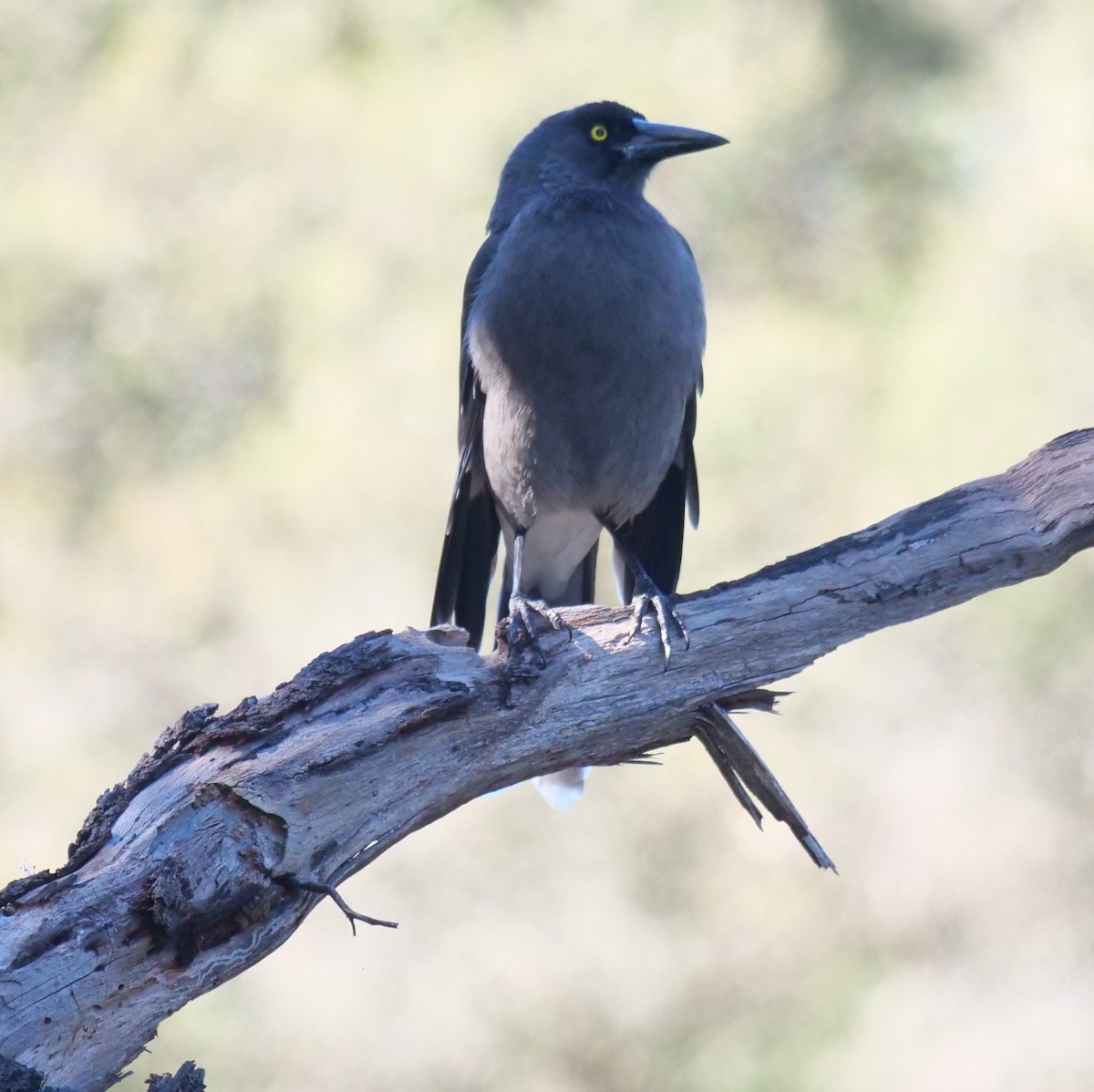 Gray Currawong - Ian Gibson