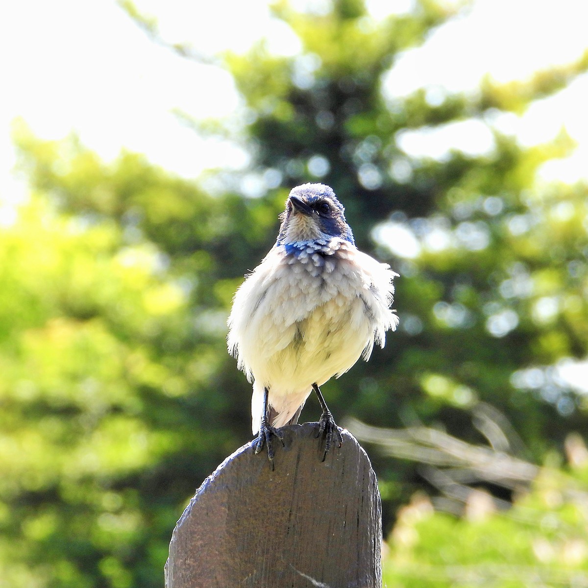 California Scrub-Jay - Carol Ann Krug Graves