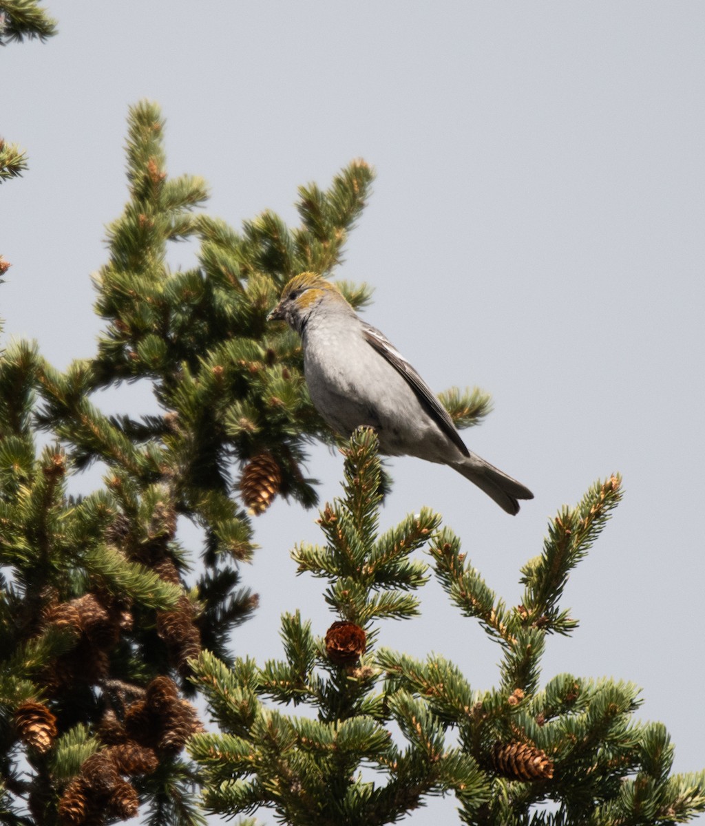 Pine Grosbeak - Esther Sumner