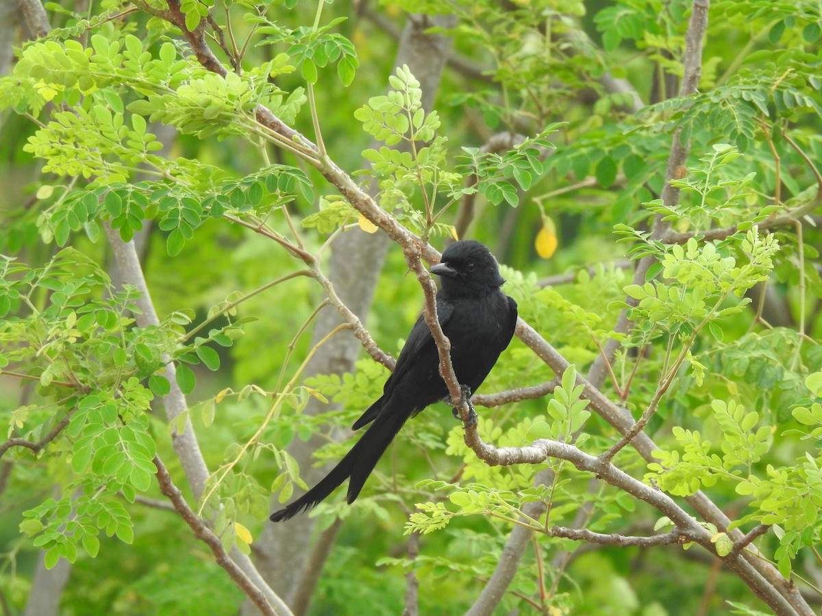 Black Drongo - Angeline Mano M