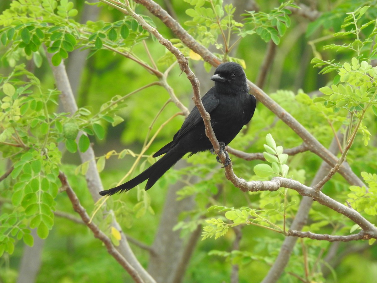 Black Drongo - Angeline Mano M