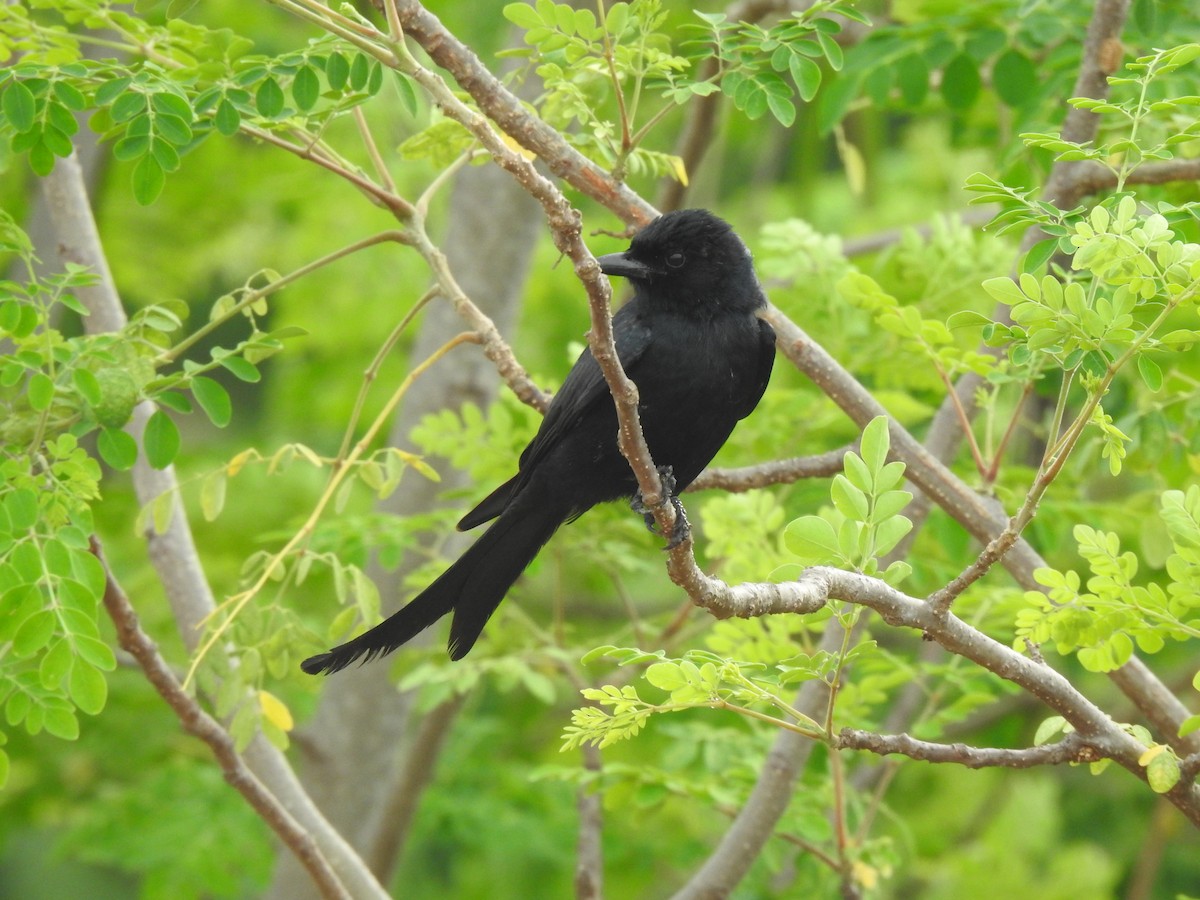 Black Drongo - Angeline Mano M