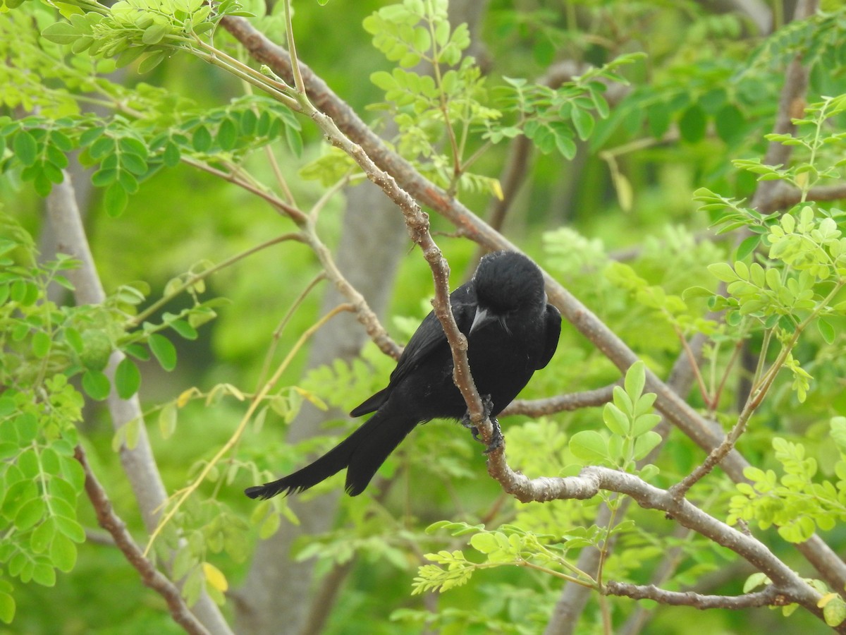 Black Drongo - Angeline Mano M