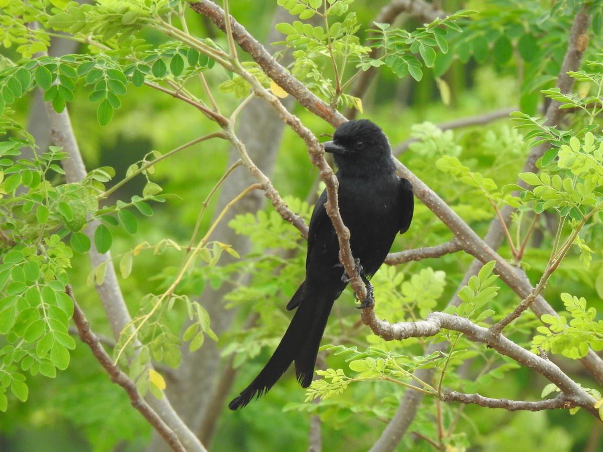 Black Drongo - Angeline Mano M