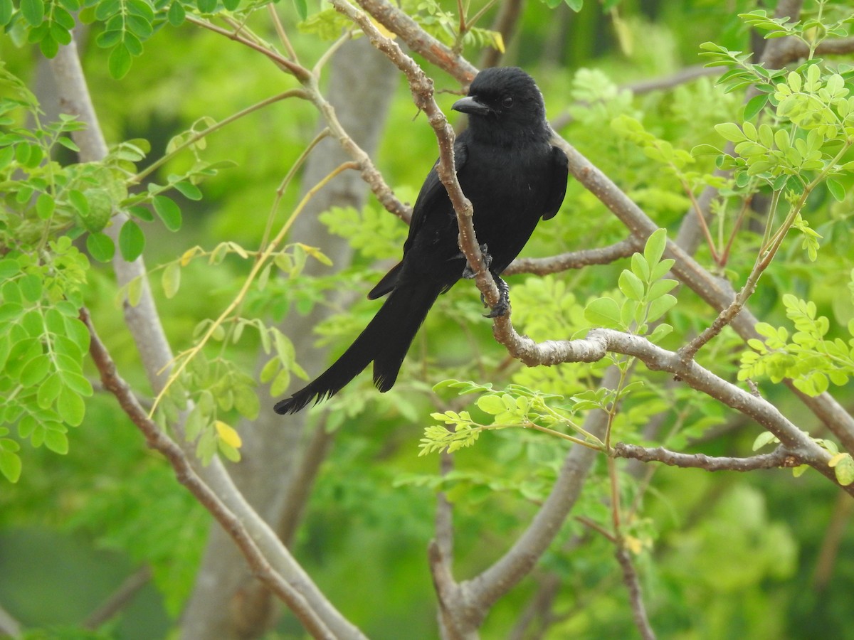 Black Drongo - Angeline Mano M