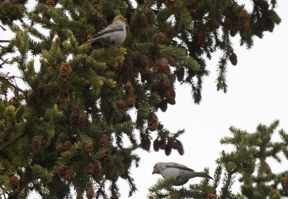 Pine Grosbeak - Esther Sumner