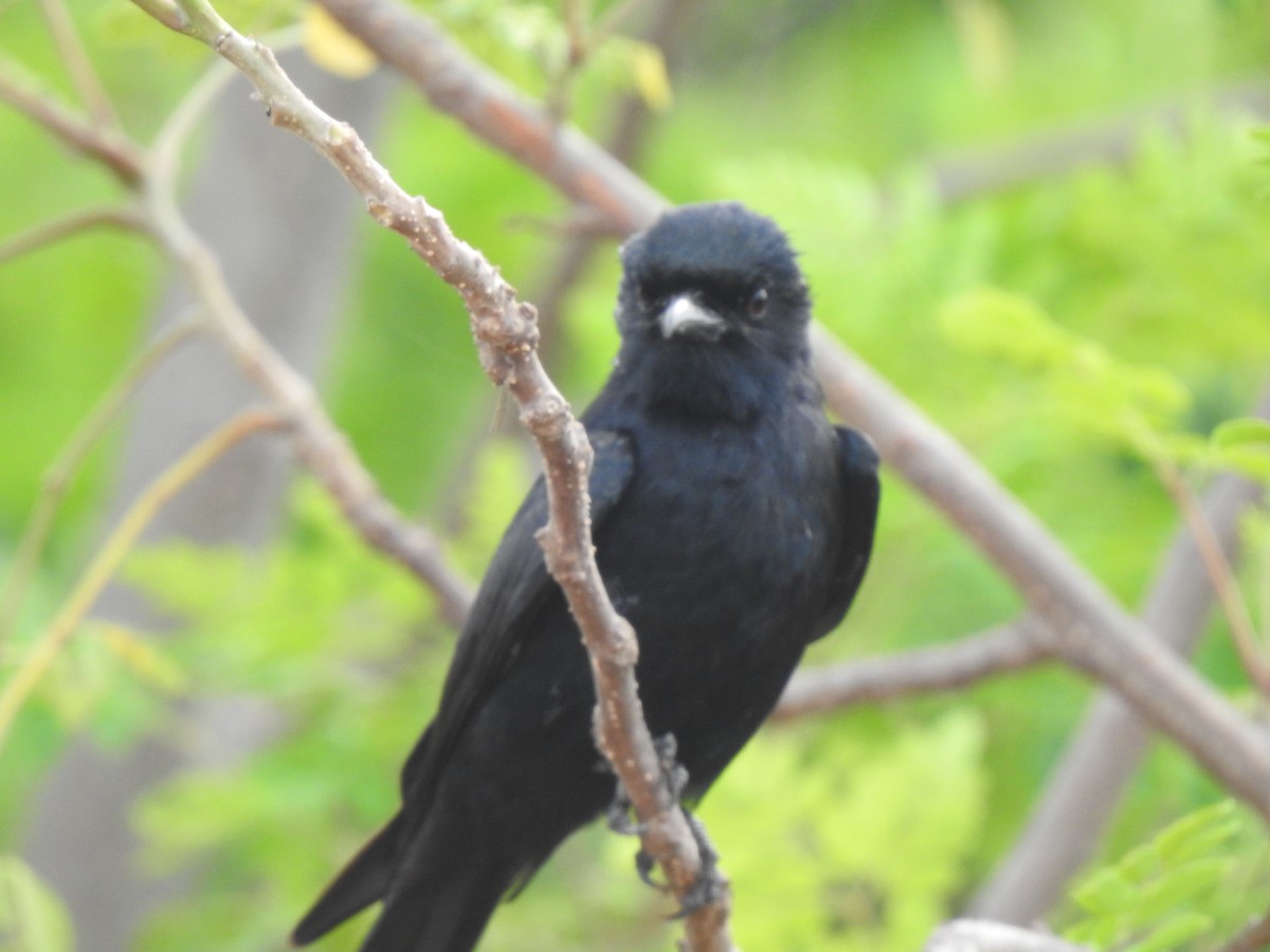 Black Drongo - Angeline Mano M