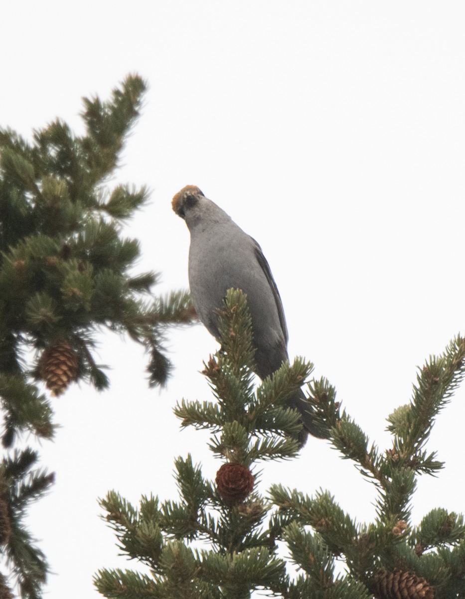 Pine Grosbeak - Esther Sumner