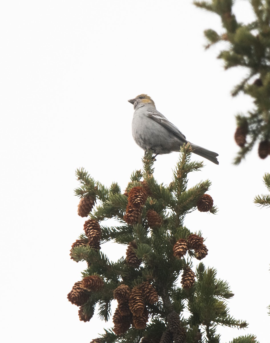 Pine Grosbeak - Esther Sumner