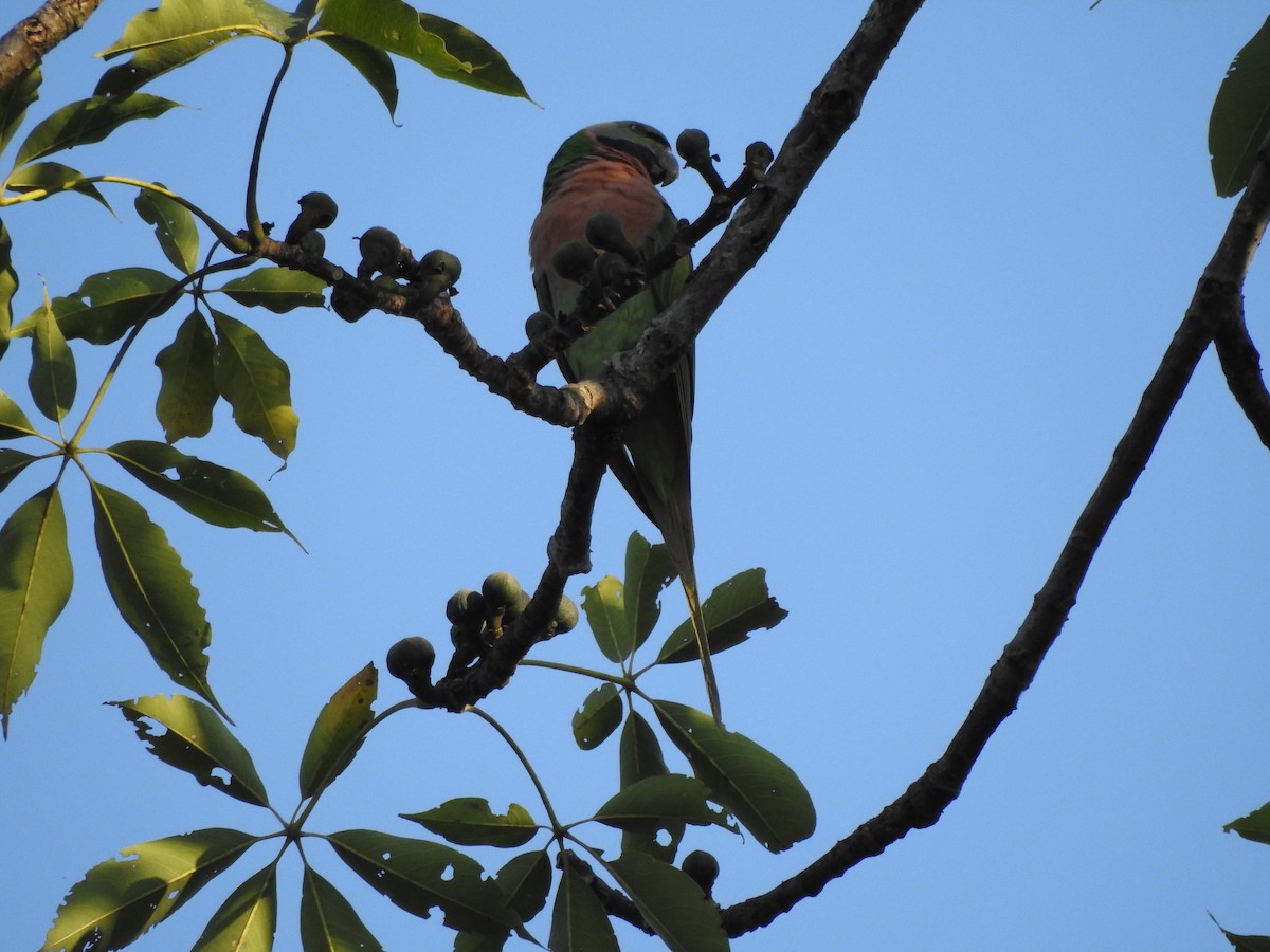 Red-breasted Parakeet - Selvaganesh K