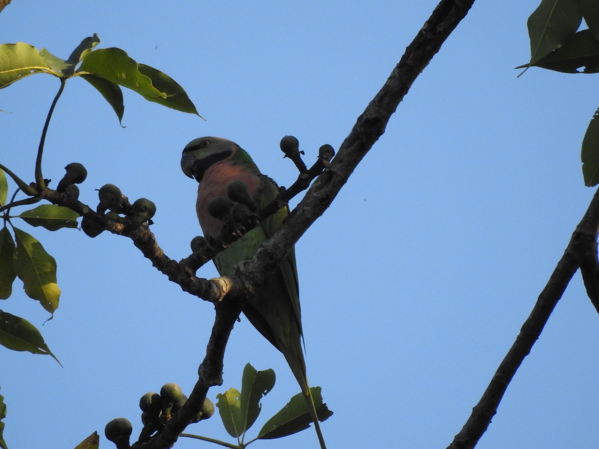 Red-breasted Parakeet - Selvaganesh K