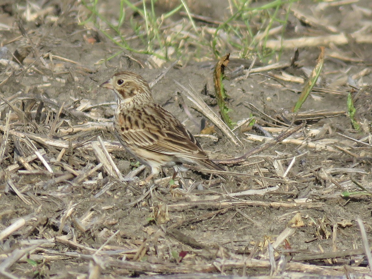 Vesper Sparrow - Christine W.