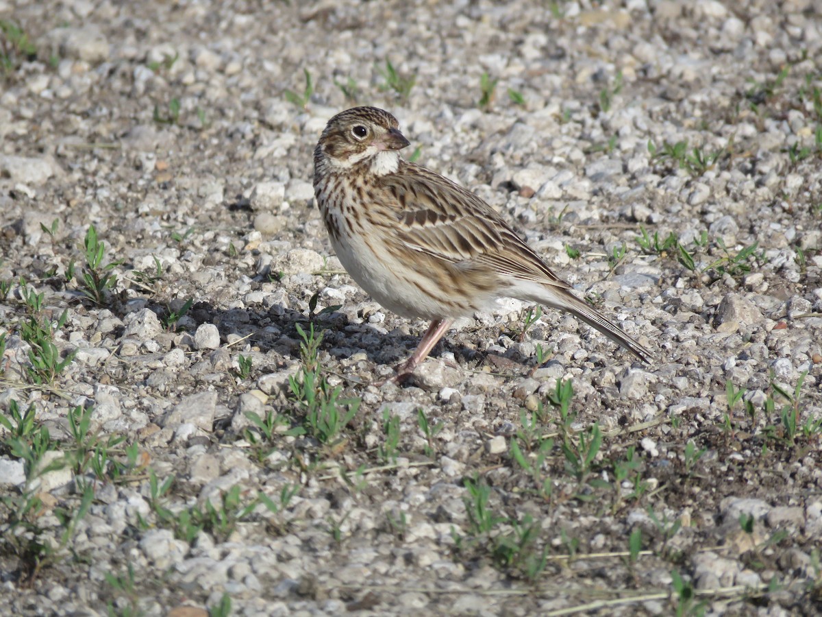 Vesper Sparrow - Christine W.