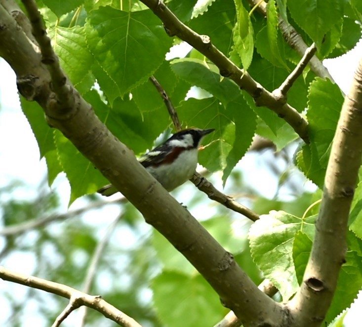 Chestnut-sided Warbler - Nicolle and H-Boon Lee