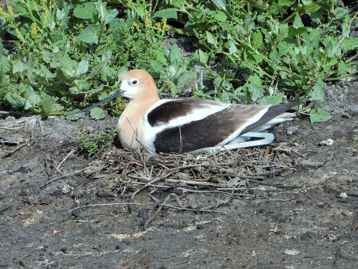 Avocette d'Amérique - ML619557576