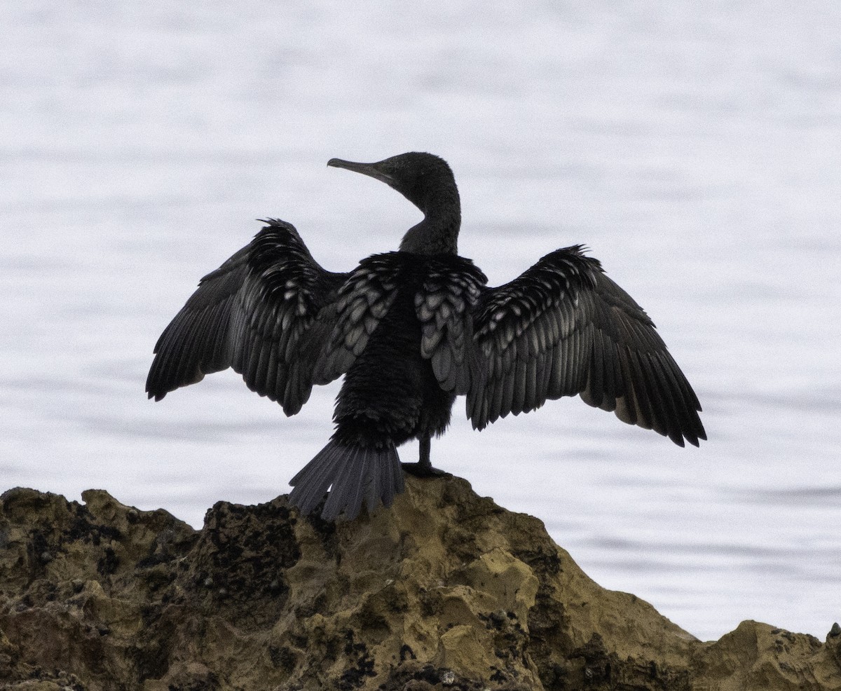 Little Black Cormorant - John Brown