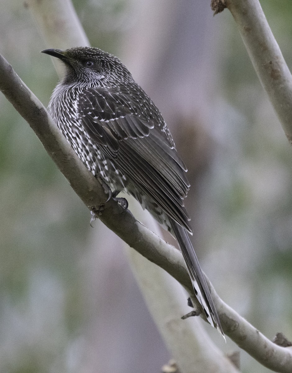 Little Wattlebird - John Brown