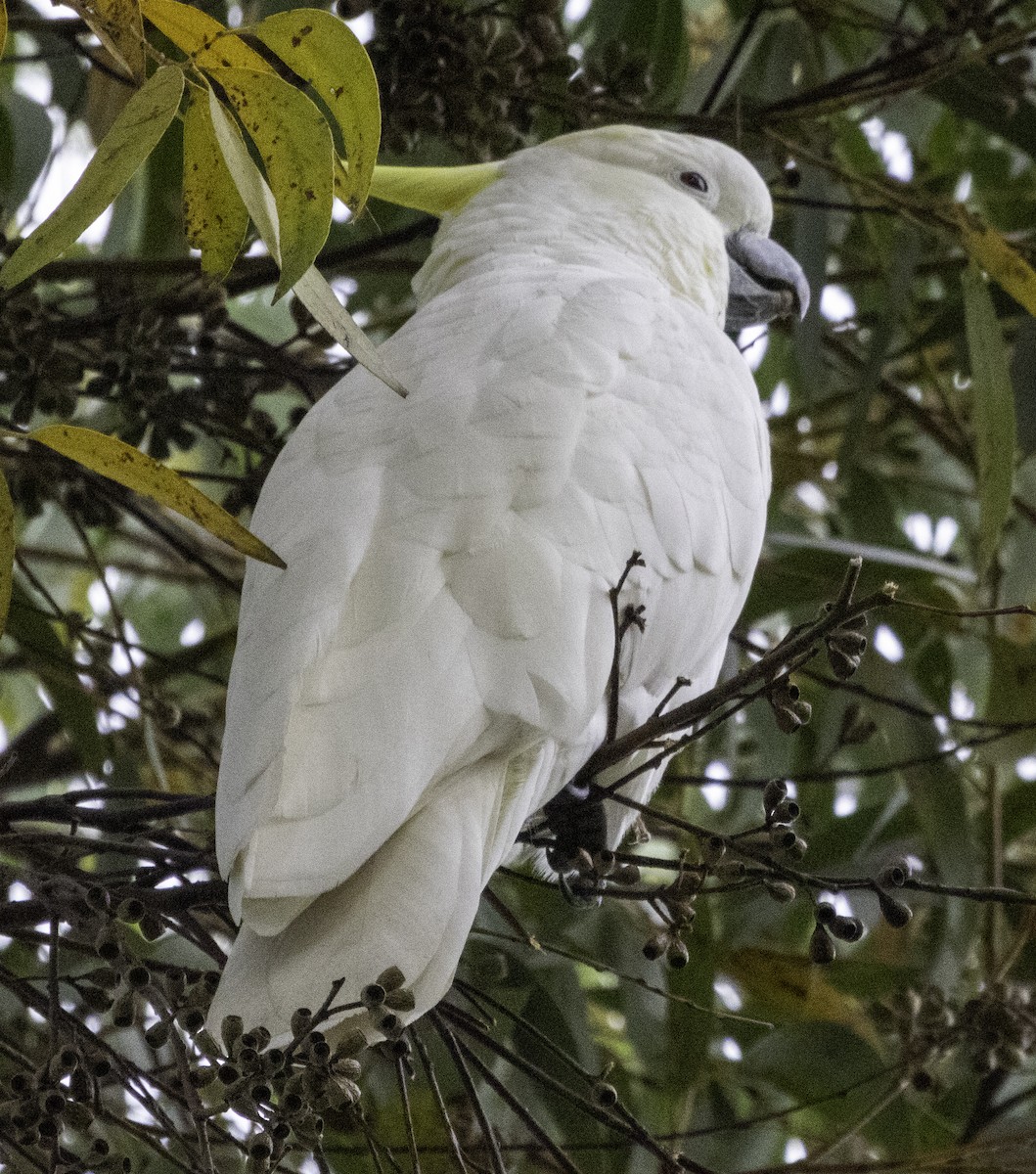 Sulphur-crested Cockatoo - John Brown