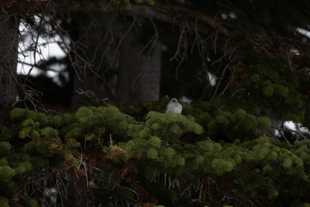 Dark-eyed Junco (Gray-headed) - Esther Sumner