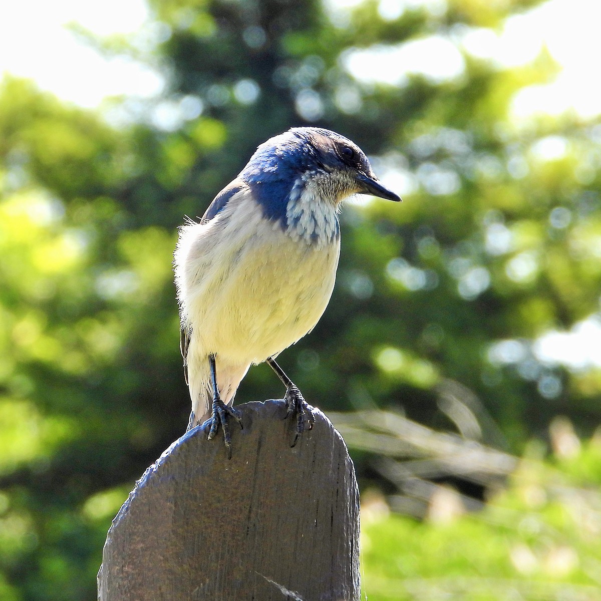 California Scrub-Jay - Carol Ann Krug Graves