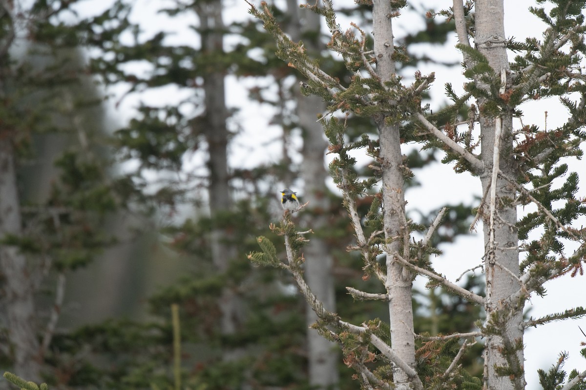 Yellow-rumped Warbler (Audubon's) - Esther Sumner