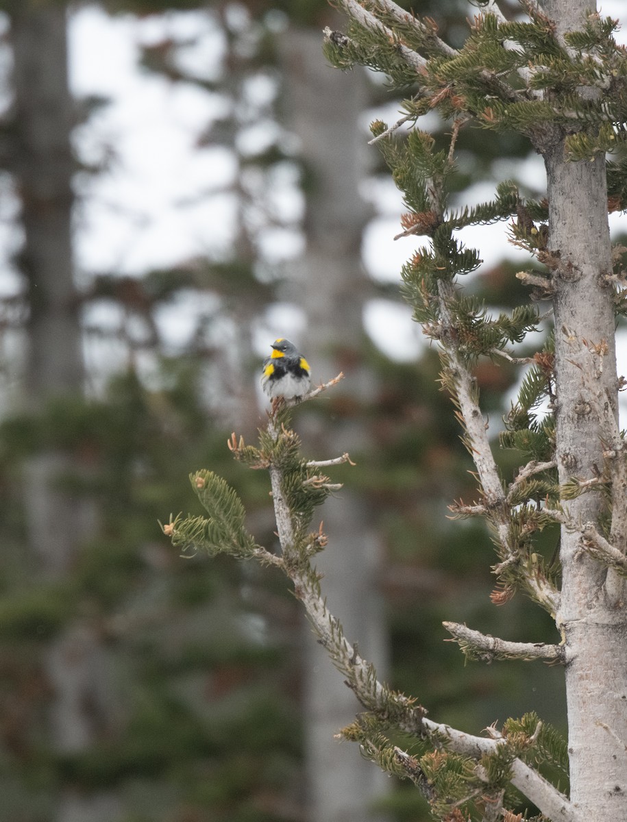 Yellow-rumped Warbler (Audubon's) - Esther Sumner