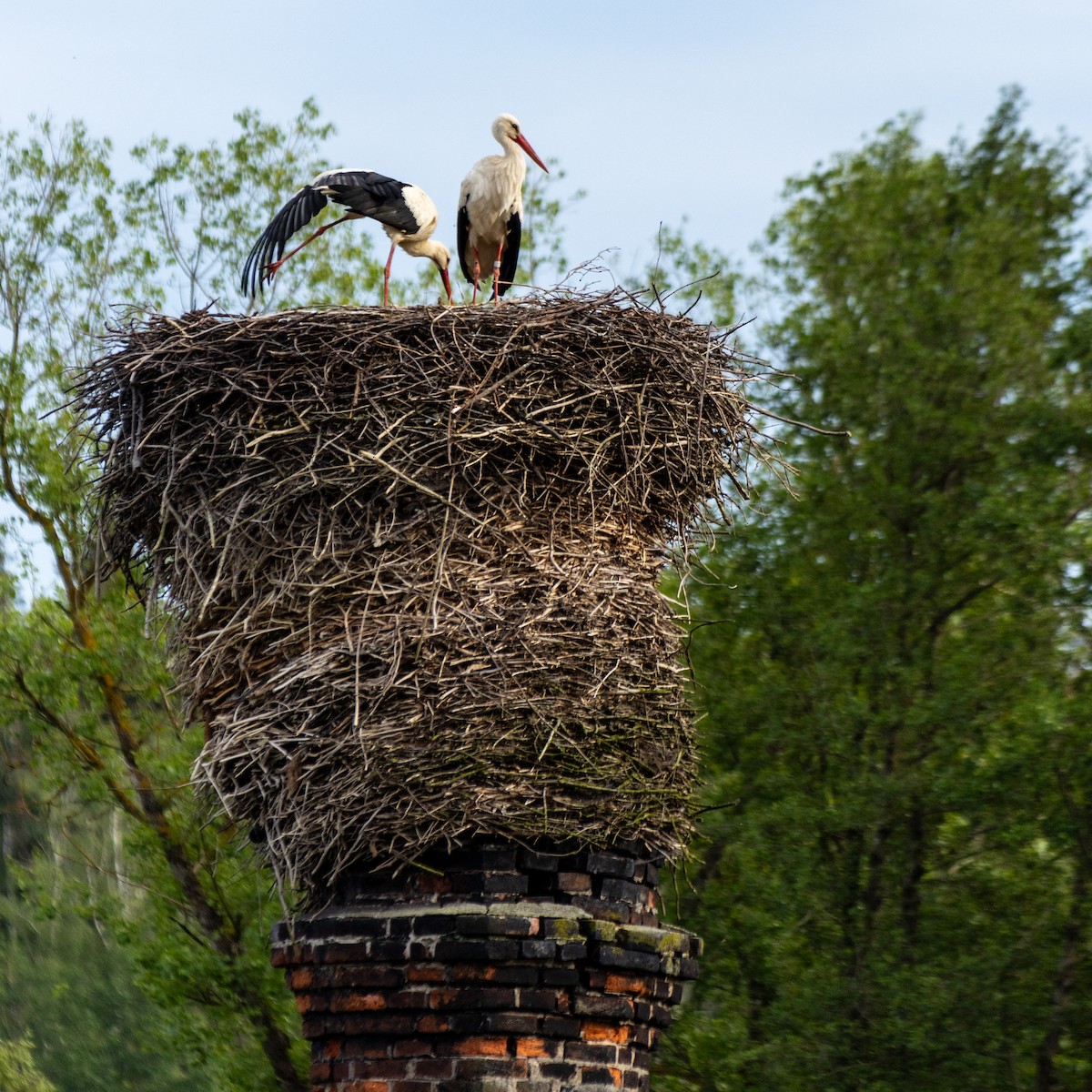 White Stork - Iva Janáčková