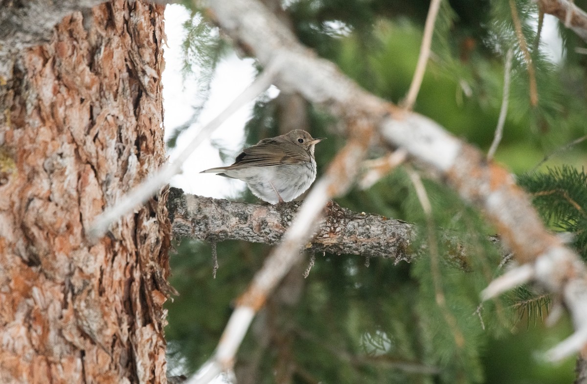 Hermit Thrush (auduboni Group) - Esther Sumner