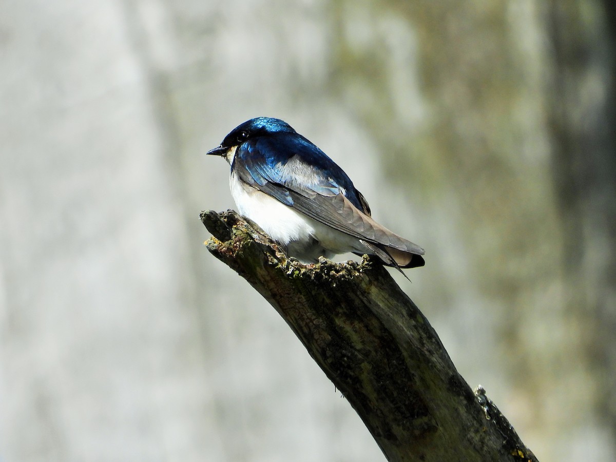 Tree Swallow - Carol Ann Krug Graves