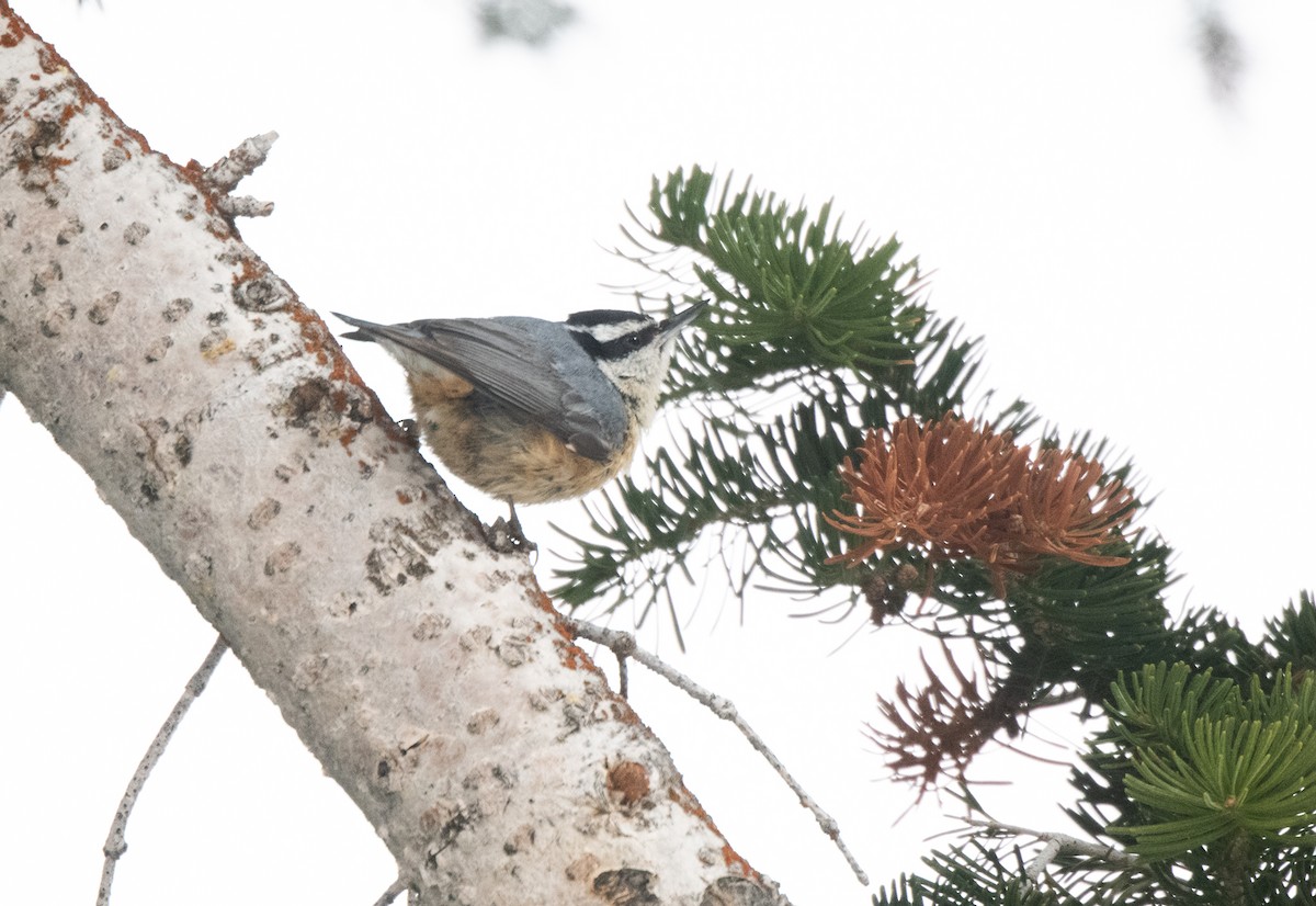 Red-breasted Nuthatch - Esther Sumner