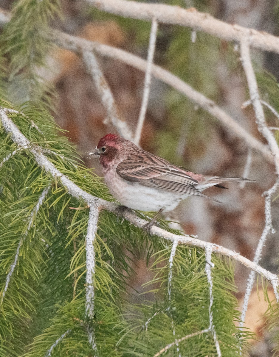 Cassin's Finch - Esther Sumner