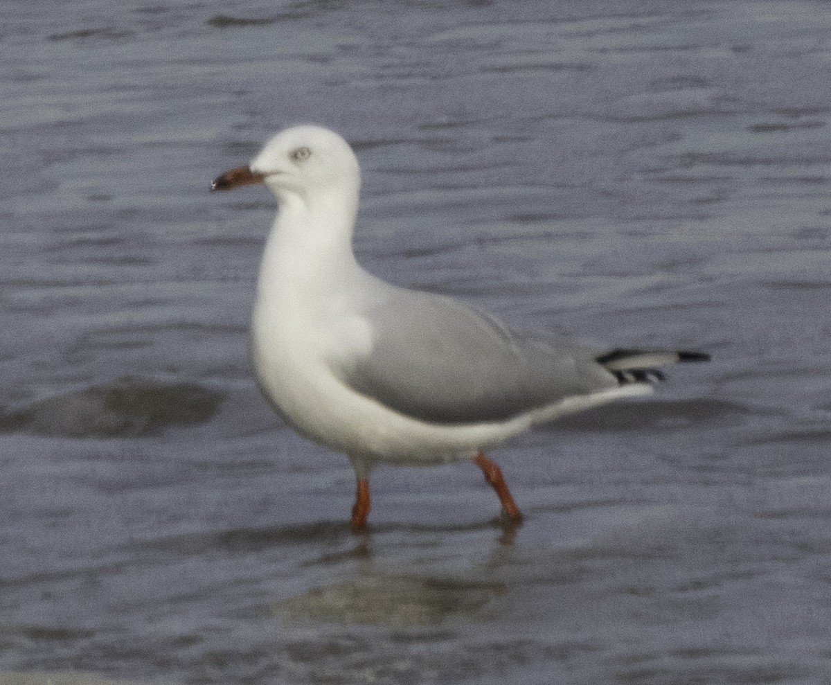 Gaviota Plateada (australiana) - ML619557608