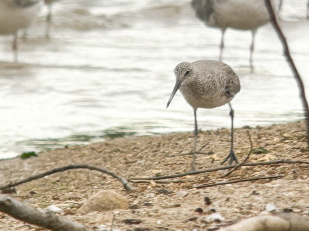 Willet - Nathan Goldberg