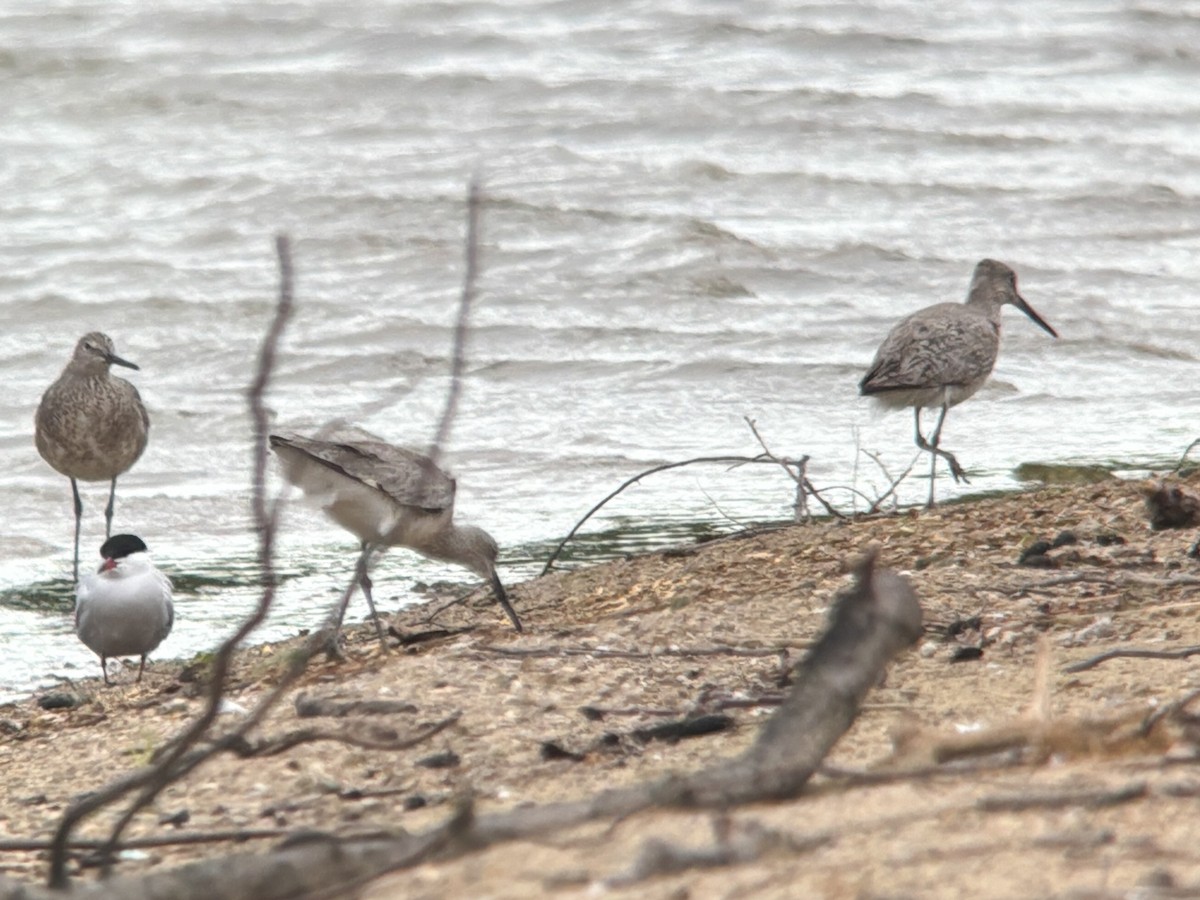 Willet - Nathan Goldberg