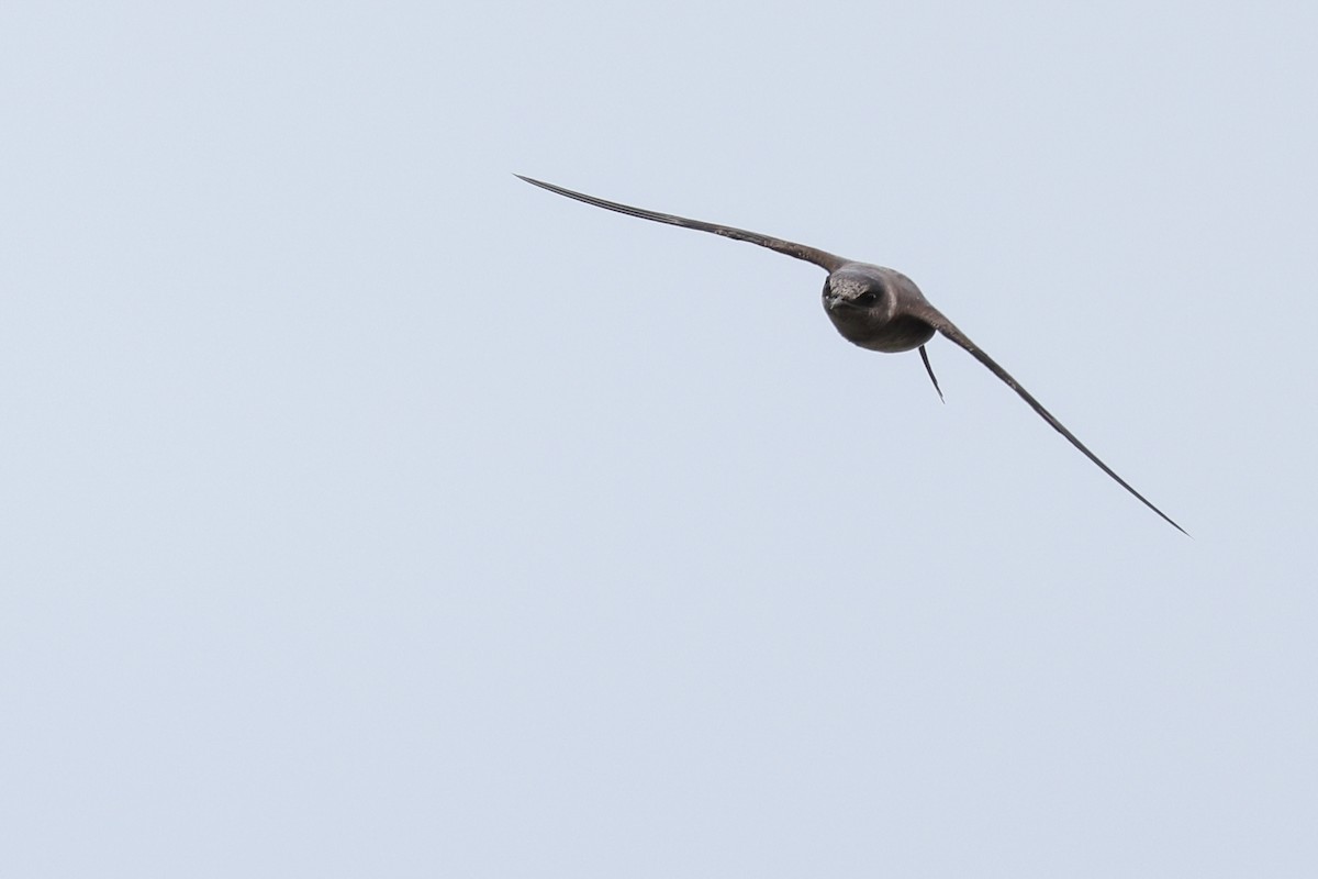 Purple Martin - Nathan Goldberg