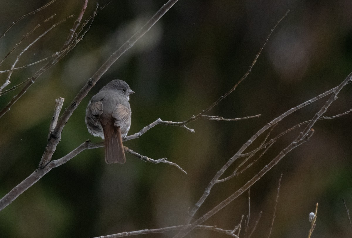 Fox Sparrow (Slate-colored) - Esther Sumner