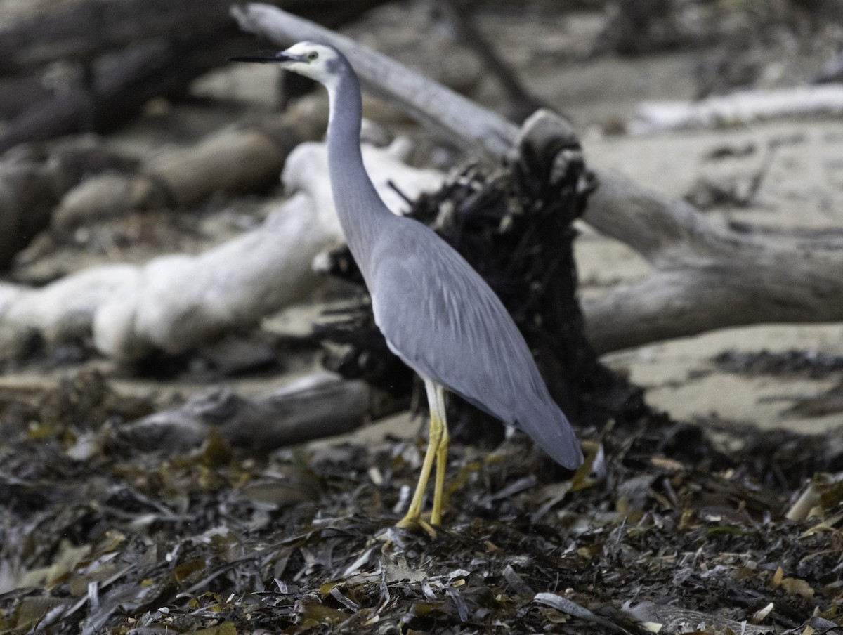 White-faced Heron - ML619557621