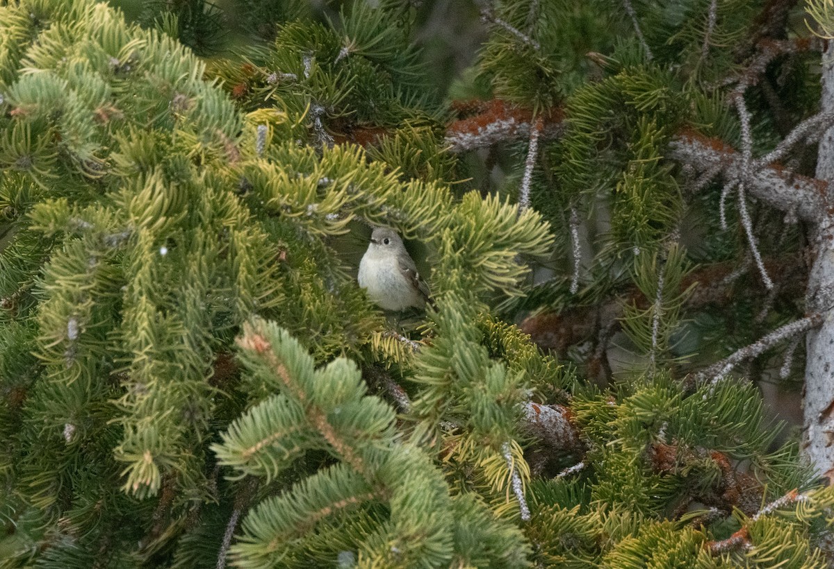 Ruby-crowned Kinglet - Esther Sumner